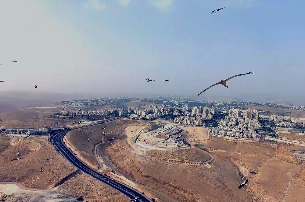 As Birds Flying de Heba Y. Amin, DREAM VIDEO, Dream City 2022